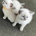 Ragdoll Kittens Available -0