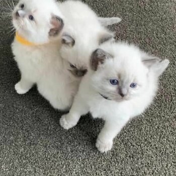 Ragdoll Kittens Available 