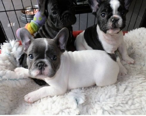 Stunning French Bulldog Puppies Ready Now