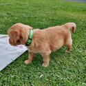 Gorgeous chunky Golden Retriever puppies-2