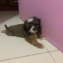 pure breed shih tzu-2