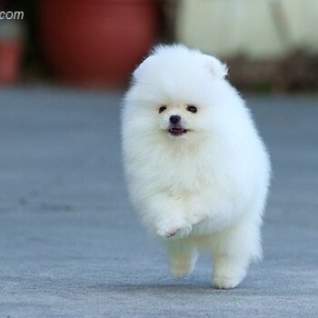 Pomeranian Puppies