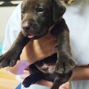 Labrador retriever puppies -0