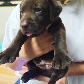 Labrador retriever puppies 