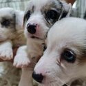 Blue Merle Cardigan corgi puppies for sale! 😍 😍😍 Dasmariñas, Cavite area prices are negoti-0