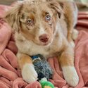 Australian shepherd for sale-0