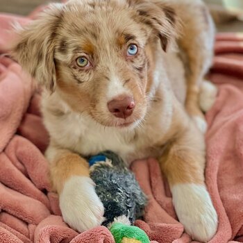 Australian shepherd for sale