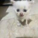 Persian Kitten-0