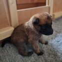 Male and female Belgian malinois puppies for lovely new homes -3