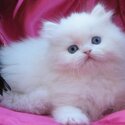 Quality Persian Kittens for sale-1