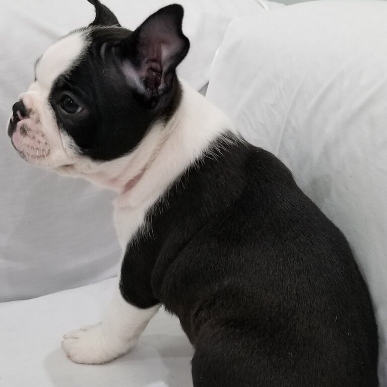 Boston Terrier Puppies