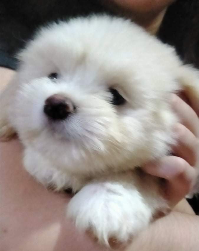 Male Lhasa Apso