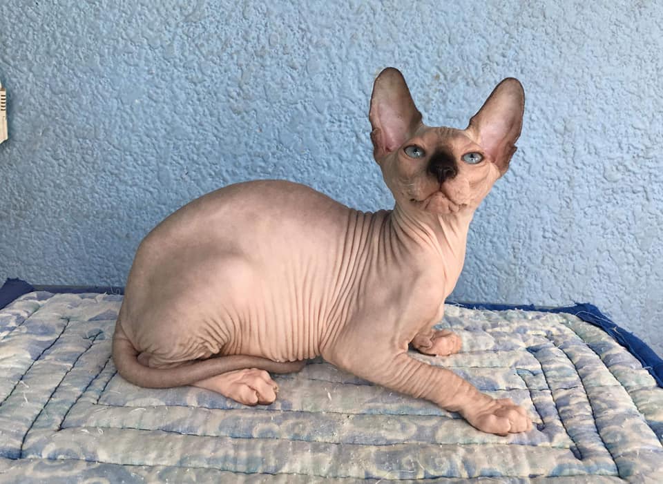 Sphynx Cat - Sphynx kittens for sale or Adoption Philippines Cheap