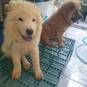 Chow chow - 5 months old - Fully vaccinated by a licensed VET with Anti-rabies shot ( 4x shot - 5in1-2