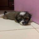 pure breed shih tzu-3