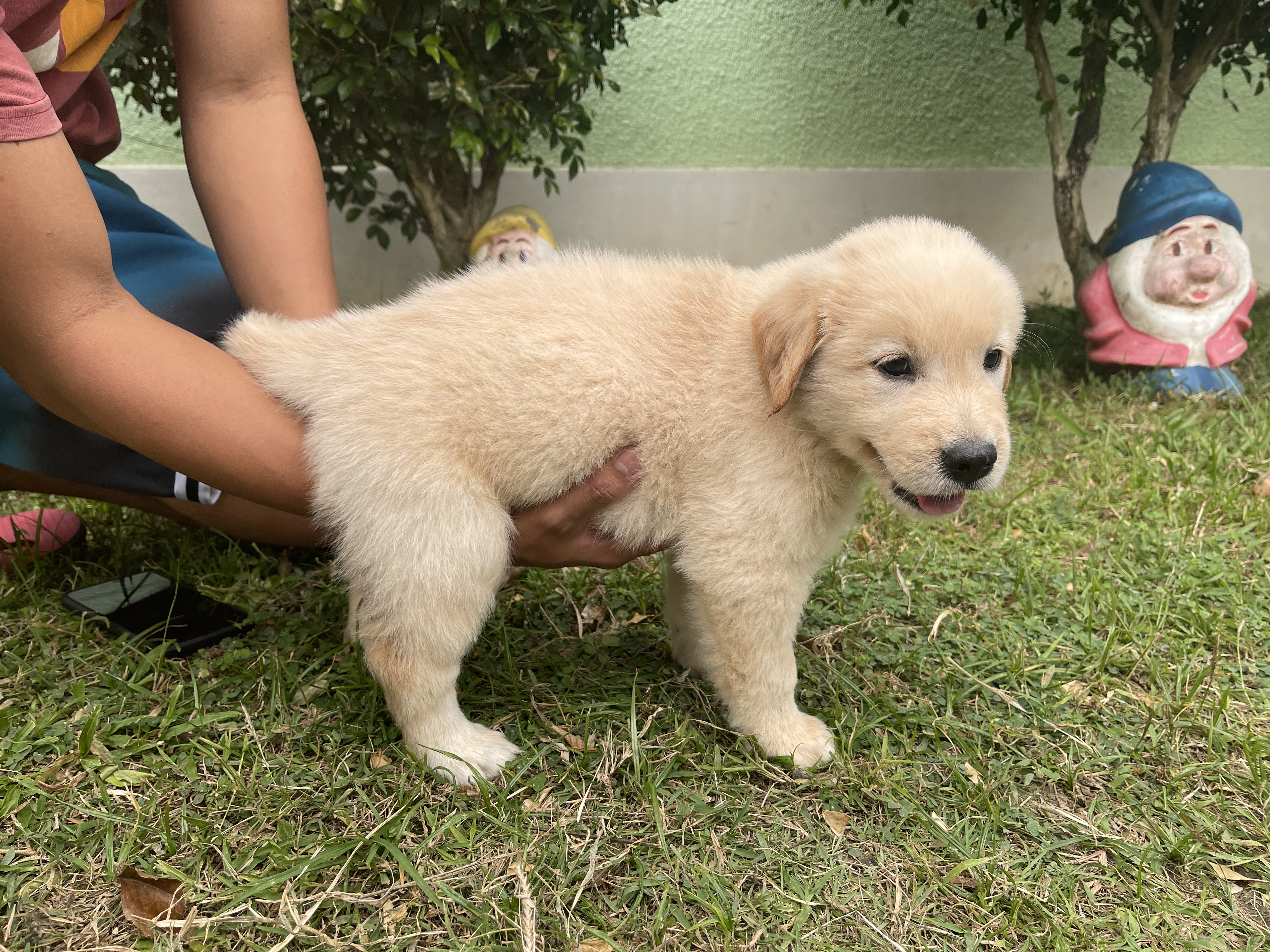 GOLDEN RETRIEVER PUPPY