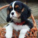 Cavalier King Charles Spaniel-1