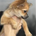 Female Chihuahua -2