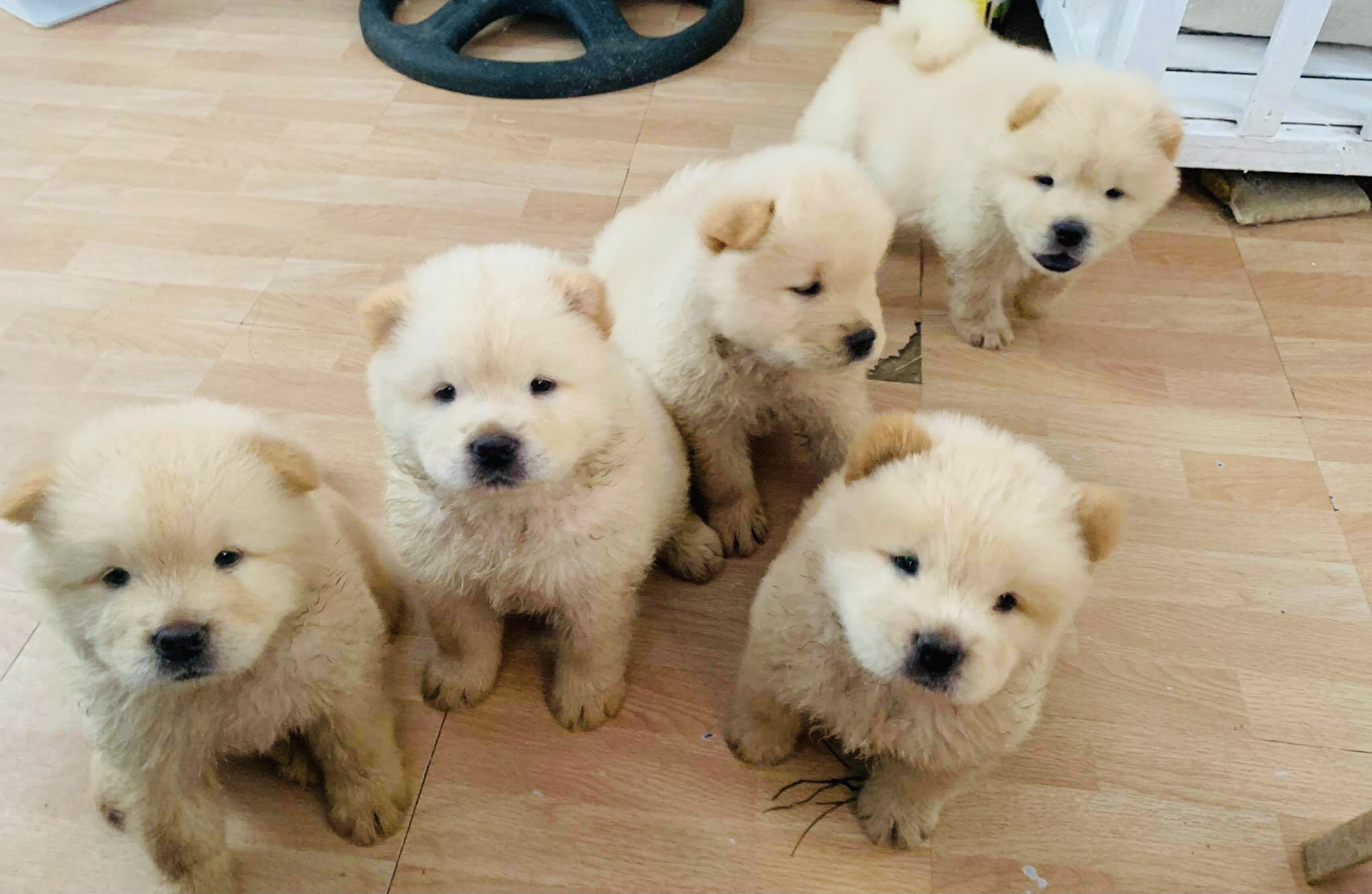 Chow Chow for Sale all Female