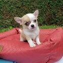 Chihuahua Puppies for Sale in Philippines-1