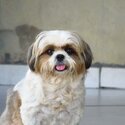 Shih Tzu for adotion-0