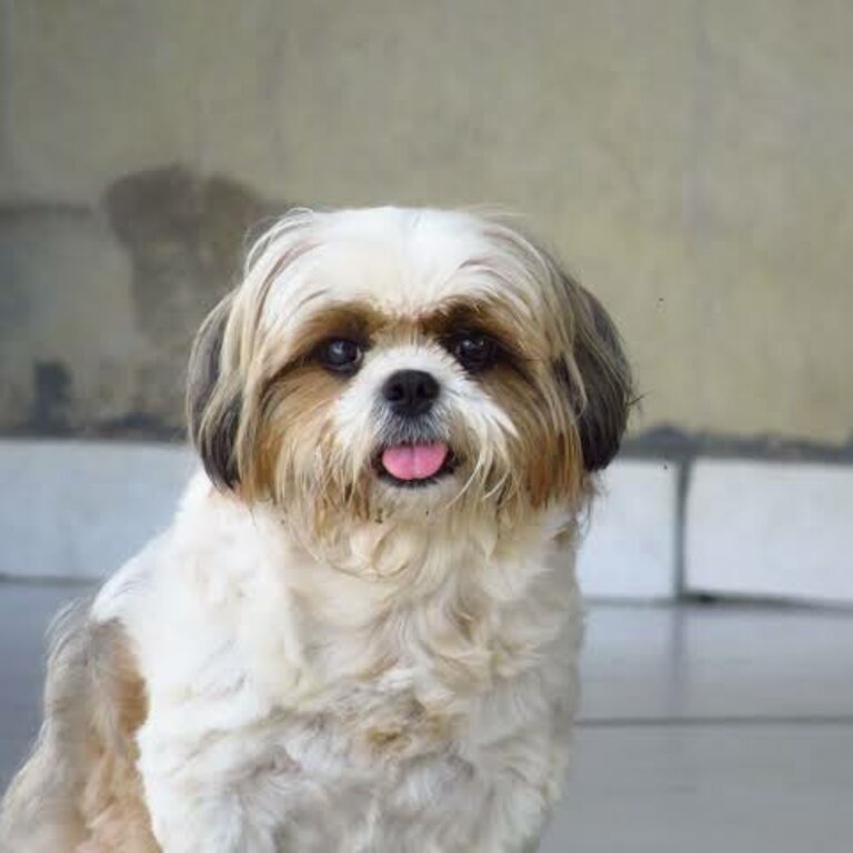 Shih Tzu for adotion