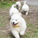 Healthy Samoyed puppies-0