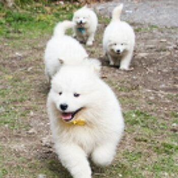 Healthy Samoyed puppies