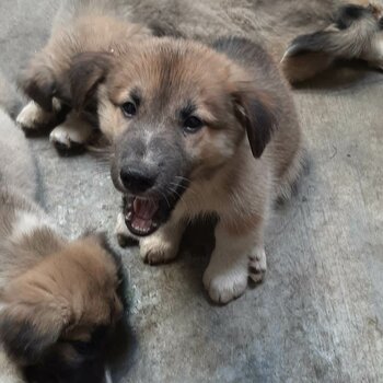 Mixed breed Puppies