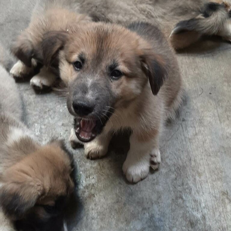 Mixed breed Puppies