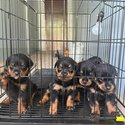 ROTTWEILER FOR SALE CONTACT ME FB/IG: heskingjc-2