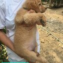 Golden Retriever Puppies-2