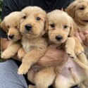 Golden Retriever Puppies-0