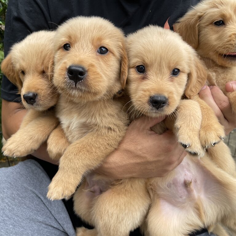 Golden Retriever Puppies