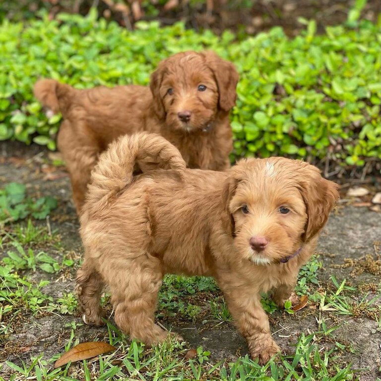 labradoodle puppies available for adoption