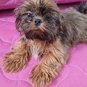 Shih Tzu for rehoming!-1