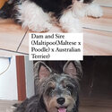 Australian Terrier x Maltipoo Puppies -0