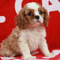 Cavalier King Puppies-1