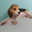 Beagle for Sale-4