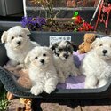 Adorable mini Havachon puppies-3