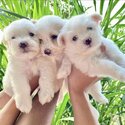 Maltese Puppies -0