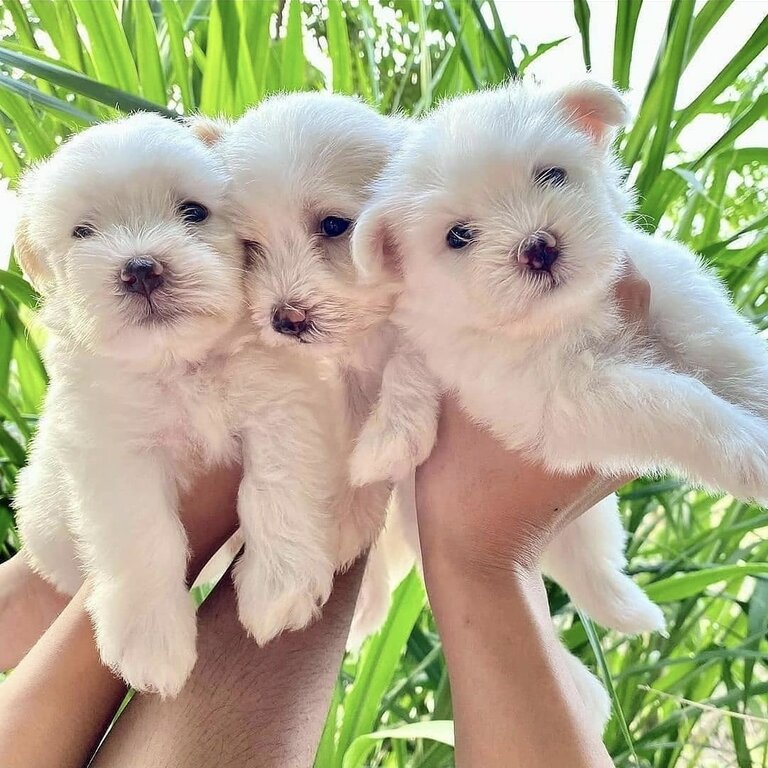 Maltese Puppies 