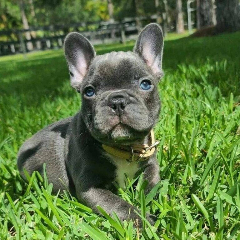 French Bulldog Puppies