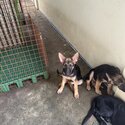 German Shepherd Puppies for sale-1