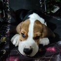 Hungarian Beagle -3