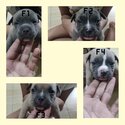 American Bully -3