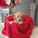 CLEAR MINIATURE POODLE PUPPIES FOR ADOPTION-2