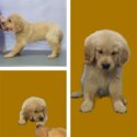 Golden Retriever Puppies in Bacoor-4