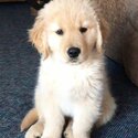 Golden retrievers puppies available-4