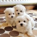 Gorgeous Teacup Maltese puppies, 1 male and 1 female, AKC Registered-0